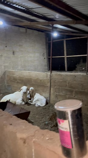 C’est reparti pour les séances d’accouplement avec nos géniteurs. La phase de reproduction est relancée afin d’assurer : • une rotation optimale des reproducteurs, • le maintien d’un taux de fertilité élevé, • et une planification maîtrisée des futures portées. Cette étape nous permet de garantir une production régulière, des lignées performantes et une amélioration continue de notre cheptel | Nouvelle ferme