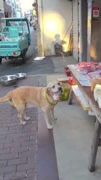 A puppy that brings money to buy meat and waits for it to be sliced—you can tell it's a smart dog...