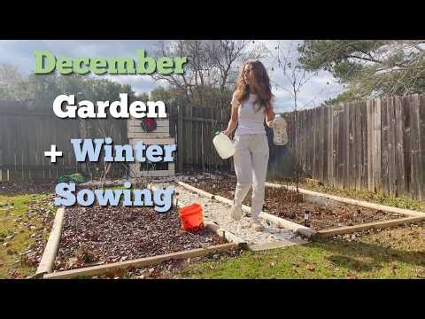 December Garden Update 🌿 Winter Sowing Echinacea + Crimson Clover 🌿Zone 8B