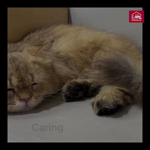 Persian cats are known for their beauty and gentle nature but they also have unique care needs. This guide explains what Australian pet owners should know about grooming health and daily comfort. If you are considering a Persian cat or already share your home with one this video will help you make informed decisions. PetCareShed shares practical pet care insights designed for Australian homes. Follow the PetCareShed page for trusted tips and everyday guidance. #PersianCats #CatCareAustralia | Pe