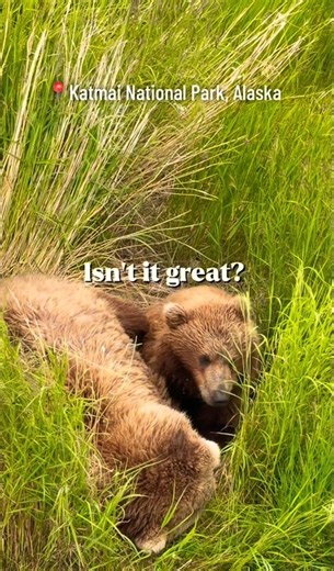This Is Why Katmai Is World Famous! #alaska #nature