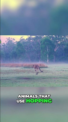 Kangaroos: Extraordinary Hopping and Animal Kingdom Secrets #shorts