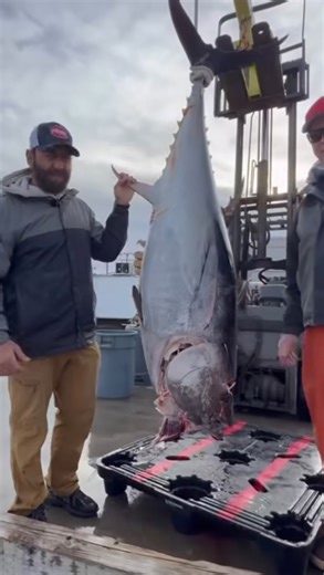 We were excited to have Mario Kalpou of Man Eats Wild fishing, cooking and eating at the Oregon Inlet Fishing Center for a couple of days! Stay tuned this upcoming fall when it airs on the Outdoor Channel featuring, Mario @maneatswildtv @fishin_frenzyofficial and @seachefdocksidekitchen all collaborating together to bring a bluefin tuna from the Oregon Inlet to the table! Man Eats Wild episode coming Fall of 2026!! #oregoninletfishingcenter #oregoninlet #maneatswildtv #collab #bluefintuna | Oreg