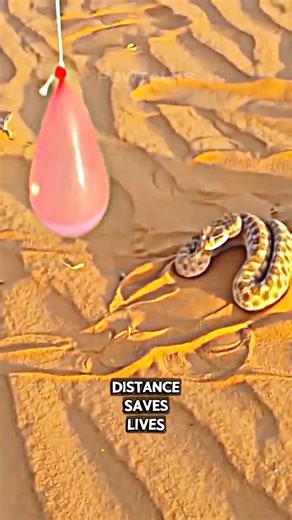 5 Things That Happen If These Snakes Bite You 😳🐍 #AnimalFacts #Wildlife #SnakeTok