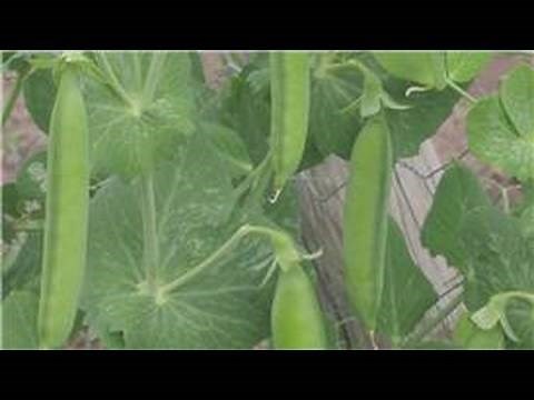 Gardening From Seeds : How to Plant Pea Seeds