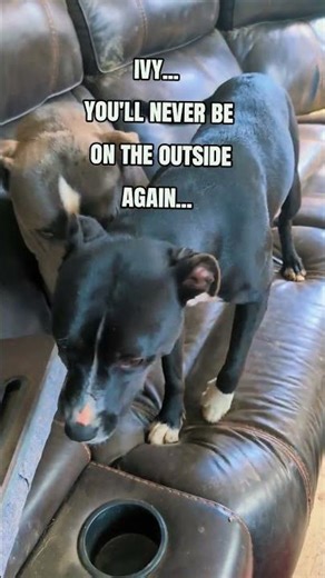 Foster dog Ivy went from being an outside dog to a couch potato