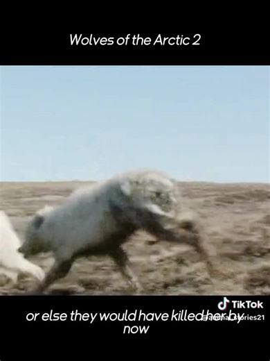 239K views · 10K reactions | A story of kindness, love and acceptance. Humans can learn so much from the principles of a wolf pack.  | Guardians Of The Wolves | Facebook