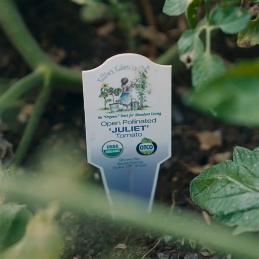 The Types Of Tomatoes We Grow! | Homesteading Family