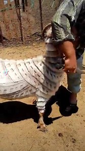 8.5K views · 225 reactions | #MaaShaaAllah Beautiful Bakra for Qurbani | South kashmir Viral Kashmir | Facebook