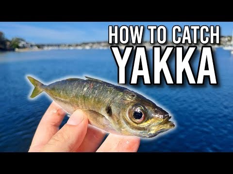 Guide: 3 steps for easy Yakka (Gunnamatta Bay Baths)