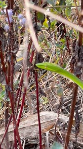 163K views · 2K reactions | Green snake  | Angkur Marak | Facebook