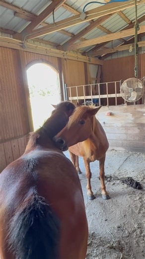 Louie and Blossom engaging in mutual grooming this afternoon. Horses groom each other as a way to strengthen their bonds, establish and maintain social hierarchy, and of course scratch those itches they can’t reach themselves. Studies have shown it even lowers their heart rates! You scratch my back, I’ll scratch yours. ☺️ | Corolla Wild Horse Fund