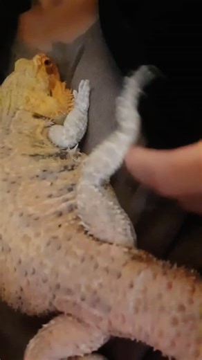 Cuddle me now, peasant 🦎😄 ... #beardeddragon #naptime #cutepets #lizard #petsofinstagram #reptiles #spikedays | Spikedays