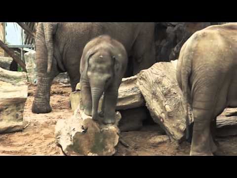 Crying Baby Elephant Stuck On Log