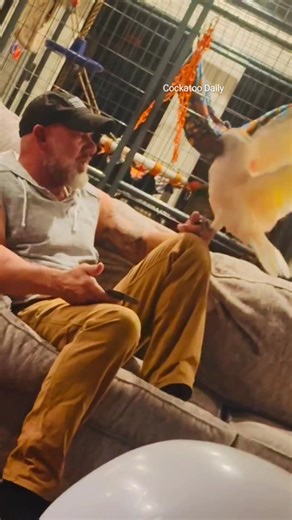 30K views · 1.1K reactions | Crazy bird  | Cockatoo Daily | Facebook