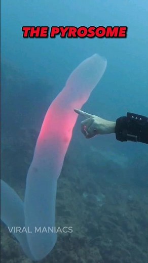 These Are The Most Alien-like Creatures On Earth! #shorts