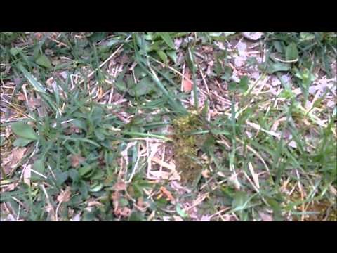 JS40 John Deere Transmission Replacement