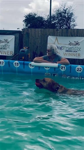 LABRADOR POOL PARTY!! | Canine Dip and Dive Maldon