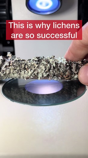 Lichen Structure Explained: Fungi Algae Symbiosis (Microscope 1000X)