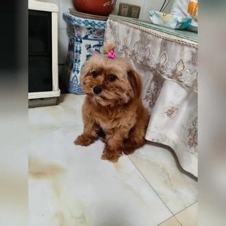 半价洗狗🐶 高三毕业生正式开启副业，半价给小狗洗澡，直接跟宠物店抢饭碗😂#养宠真的可以培养孩子爱心 #狗狗梳毛