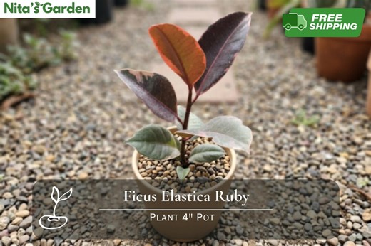Ficus Elastica Ruby Plant – Variegated Rubber Tree Houseplant (4" Pot) - Etsy