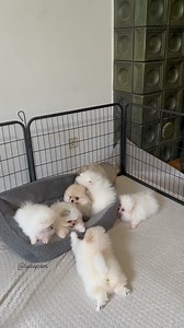🇺🇸 “Silent chaos: Watch these tiny, fluffy Pomeranian puppies play wildly together in complete silence”🤐😅🧸❤️ 🇩🇪 🇩🇪 „Stilles Chaos: Schau dir an, wie diese winzigen, flauschigen Pomeranian-Welpen wild miteinander spielen – in völliger Stille“🤐😅🧸❤️ | Luxepom