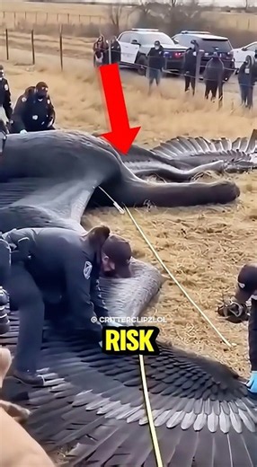 Top 5 Creatures That Put Themselves In Danger #wildlife #facts #top5