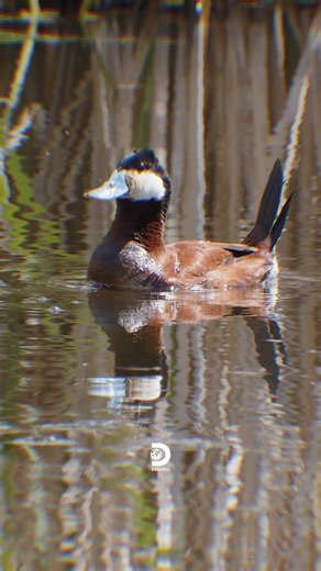 Sacando los pasos prohibidos 🕺 | Discovery en Español