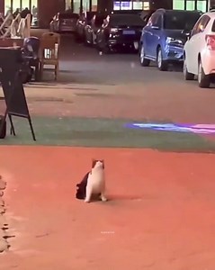 626K views · 24K reactions | Learn to be happy alone.懶✨ | Ｄｉｓｔｒａｃｔｉｏｎ | Facebook