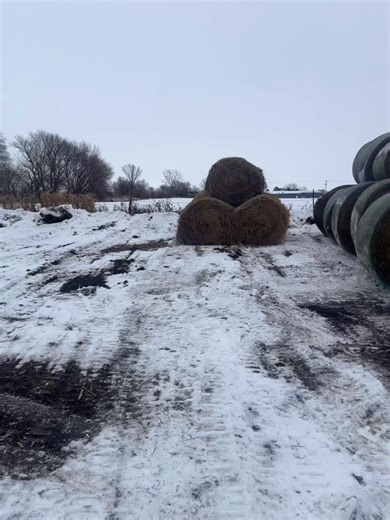 1.6K views · 15 reactions | 12/6/25 Hay Sale | Boone Hay Auction | Facebook