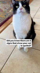 1.2M views · 23 reactions | The spoiled life is the best life. Just a bunch of spoiled cats here.  Is your cat spoiled? #cat #feline #catfacts #spoiled #spoiledcat #loved #lovecats #catreels #catvideo #igcatlovers #catpersonality #catsarethebest #catparent #catsofinsta #catinformation #reels #catbehavior #catfactsandtips #spoiledandloved #favoriteparent #cateducation #cats_of_world #dailymeow #catmemes #catsdaily | The Cat Crew | Facebook