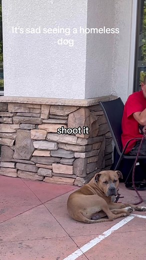 Heartbreaking Video of a Homeless Dog in Need of Help