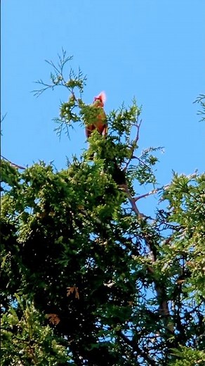 Cardinal bird is singing beautifully