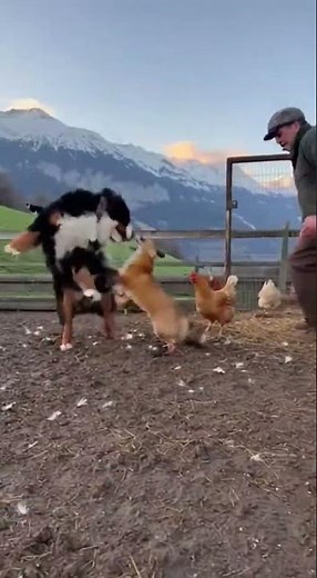 Bernese Mountain Dog: Guardian of the Swiss Alps