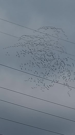 Stunning V-Formation of Flocking Birds in the Sky