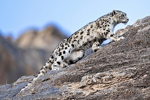 Snow leopards are killing enormous ibex in Mongolia's mountains. Researchers just found out why | Discover Wildlife