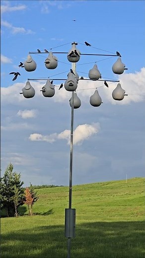 Purple Martin Bird Songs, Calls, and Sounds!