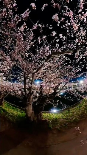 Heart Shaped Cherry Blossoms Hirosaki Japan Sakura Festival 2026