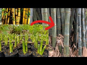 The Easiest way to Propagate Bamboo