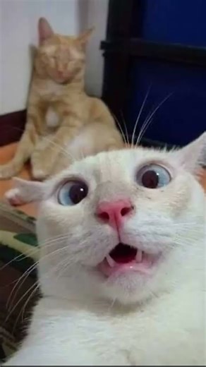 🔥 Viral Funny Cat Video 😹 Cute Kitten Fails 😺 Cat Comedy 😂 Cat Reaction Shorts