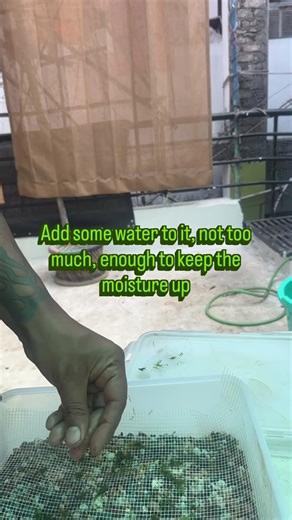 Propagating Java Moss