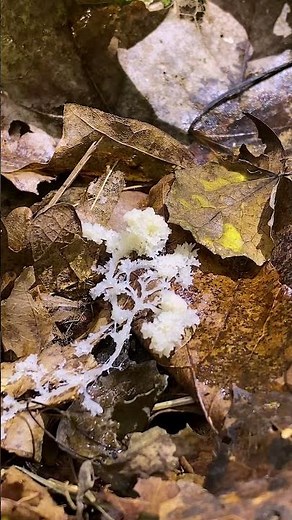 One Giant Cell Moving Across the Forest Floor 😳 Dog Vomit Slime Mold Isn’t a Fungus