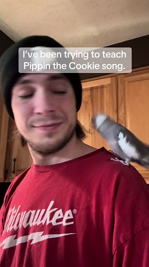 Teaching Pippin the Cookie Song with Zelda