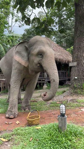 Baby elephant bamboo is super cute and adorable! #cuteanimals #elephants #travelphotography