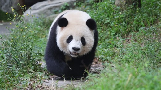 How adorable it is when a panda drinks water and blinks at the same time! You can watch it over and over again! (Chun Ye) #panda #HiPanda #CCRCGP #PandaLife For more panda information, please check out: https://en.ipanda.com | iPanda