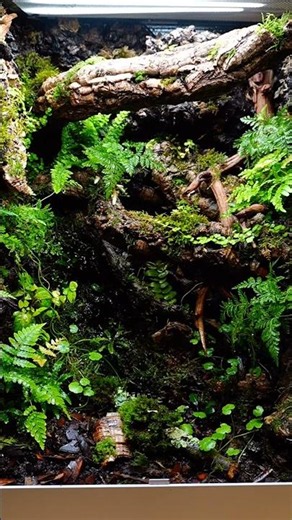 Wish it was this easy 🌱💀 #bioactivevivarium #terrarium #reptiles #vivarium #dartfrog