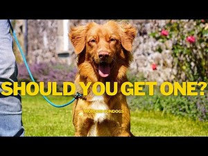 TRAINING A Nova Scotia Duck Tolling Retriever