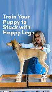 Introducing your show puppy to Happy Legs or the “Happy Stacker”! This tool is used to train the hard stack. Here is a very quick first lesson for this Saluki puppy. | Leading Edge Dog Show Academy