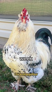 55K views · 5.4K reactions | clucking Tuesday strikes again  #tuesday #tuesdayvibes #happytuesday #rooster #chickens #worklife #workhumor #funnyanimals #chickensofinstagram #backyardchickens #chickenhappyhour | Chicken Happy Hour | Facebook