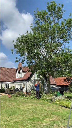 Cheeky bouncer! #ash #tree #limb #bounce #chainsaw #stihl